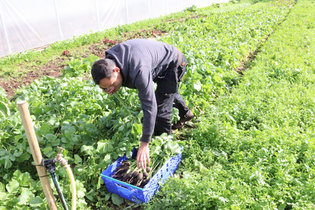 Ali working his land